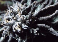 DSCF8206