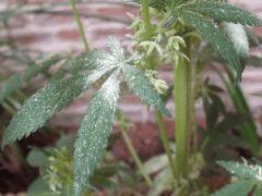 DSCF7780