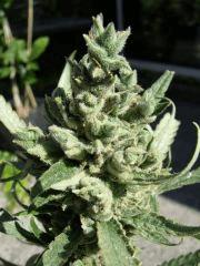 DSCF7703
