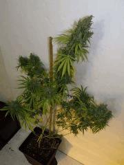 DSCF3818