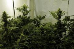 057ao