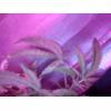 SUNP0022