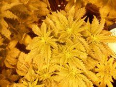 DSCN0074