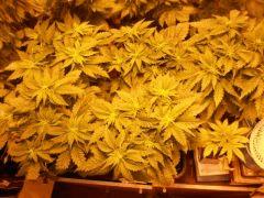 DSCN0075