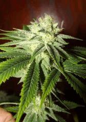 tahoe og kush C99