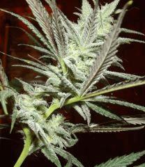Cheeseberry F4