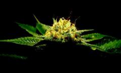 tahoe og kush C99