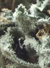 Tahoe og kush C99