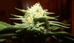 tahoe og kush C99