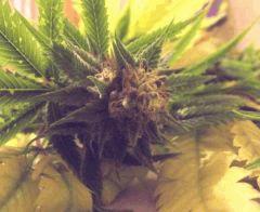 Cheeseberry f4