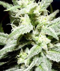 Cheeseberry F4