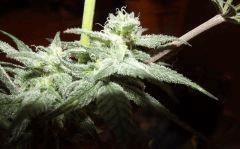 Cheeseberry F4