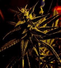 Cheeseberry F4