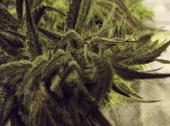 Cheeseberry f4
