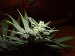Cheeseberry F4