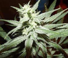 Cheeseberry F4