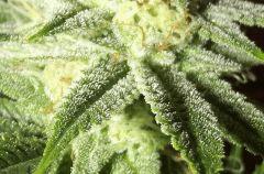 tahoe og kush C99