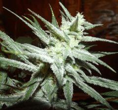 Cheeseberry F4
