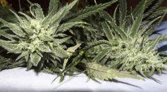 Cheeseberry f4