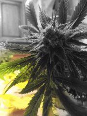 Tahoe og kush C99