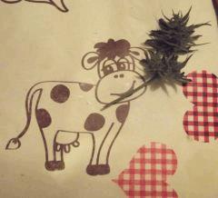 Vache et foin^^ (Cheeseberry f4)