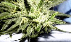 Cheeseberry f4