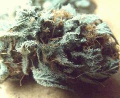 Tahoe og kush C99