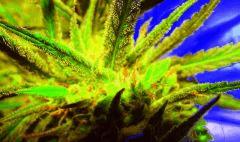 Cheeseberry f4