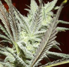 Cheeseberry F4