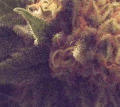 Cheeseberry f4