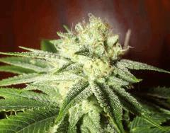 tahoe og kush C99