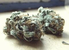 Tahoe og kush C99