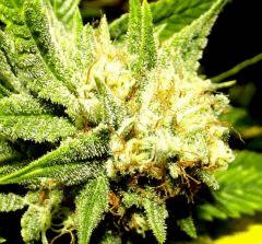 Tahoe og kush C99