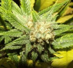 Tahoe og kush C99