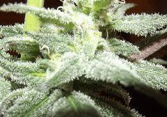 Cheeseberry F4