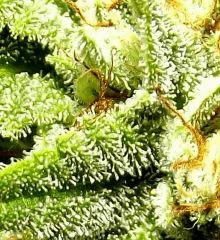 Tahoe og kush C99