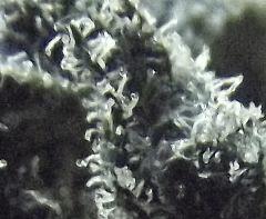 Cheeseberry f4