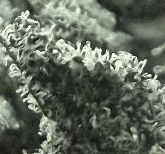 Tahoe og kush C99
