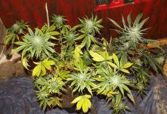 tahoe og kush C99  et Cheeseberry F4