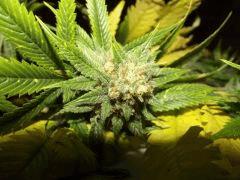 Tahoe og kush C99
