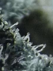 Cheeseberry f4