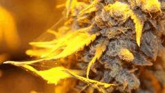 AK47 Sérious seed