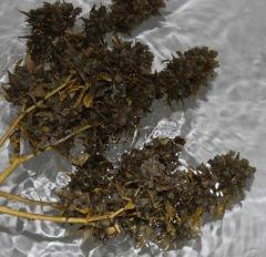 AK47 Sérious seed