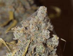 AK47 Sérious seed