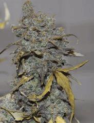 AK47 Sérious seed