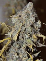 AK47 Sérious seed