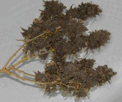 AK47 Sérious seed