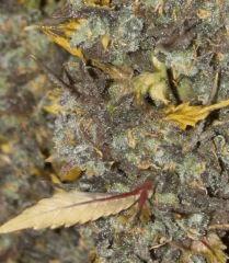 AK47 Sérious seed