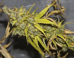 Sensi seed xx??