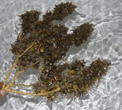 AK47 Sérious seed